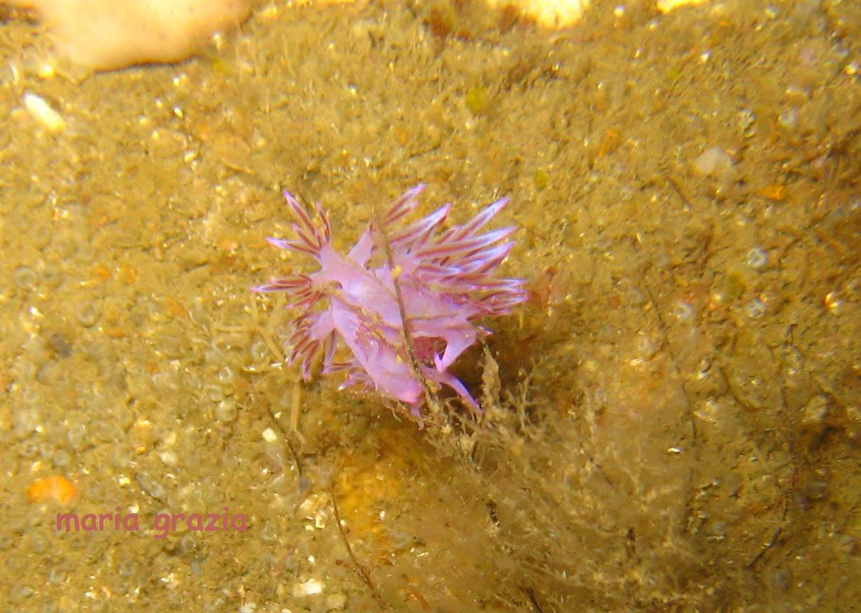 Flabellina affinis